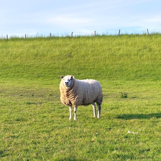 Afbeelding: 20250510_172026929_iOS kopie