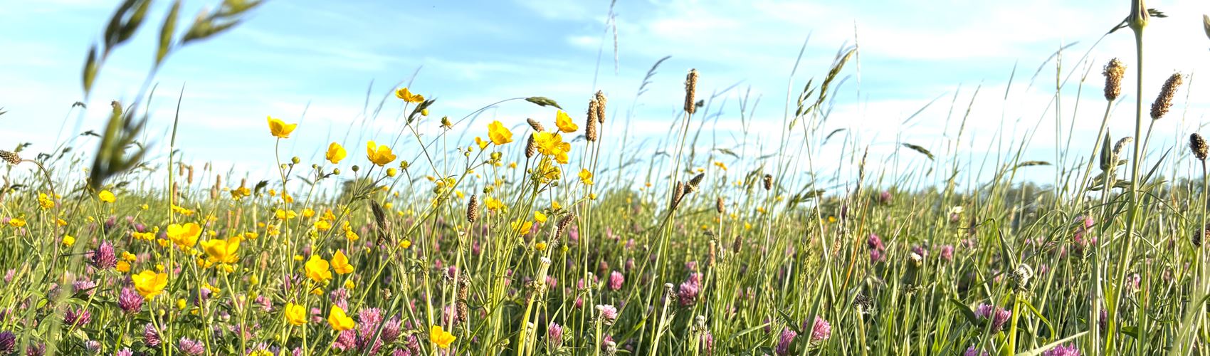 Afbeelding: banner duurzaam 500